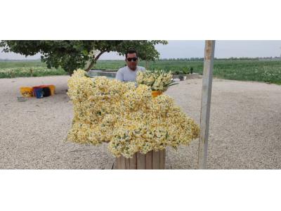 فروش عمده و جزئی و کیلویی گل نرگس  در سراسر کشور