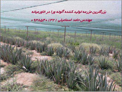 ایران-بزرگترین مزرعه تولید کننده آلوئه ورا در خاورمیانه