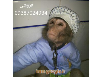 فارس-فروش میمون اهلی فارس